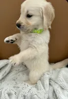 Lime Green - pure golden retriever , a male Golden Retriever for sale in Phoenix, AZ – 1 of 1