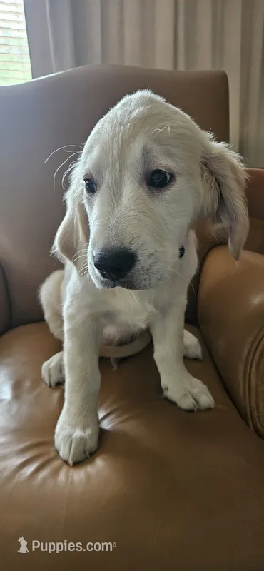 Blue - akc golden retriever – Golden Retriever puppy for sale in Phoenix, AZ