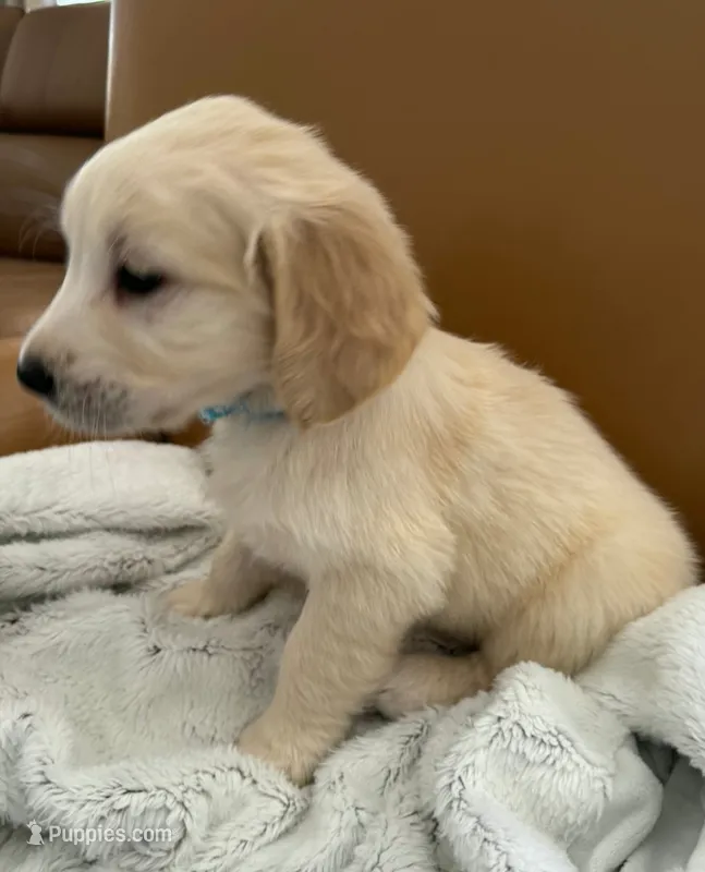 Blue - pure golden retriever  – Golden Retriever puppy for sale in Phoenix, AZ