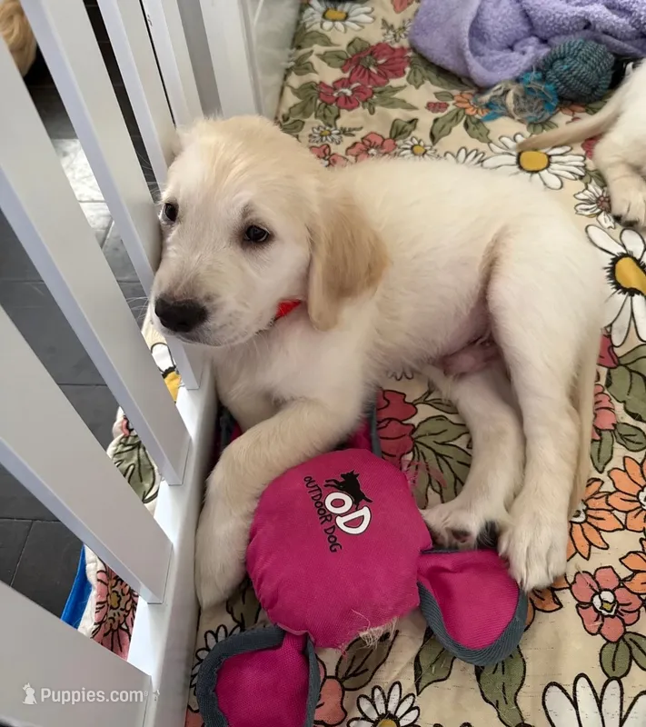 Red - akc golden retriever puppy – Golden Retriever puppy for sale in Phoenix, AZ