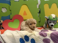 No Name #7, a female Miniature Goldendoodle for sale in West Bloomfield, MI – Photo 3 of 6