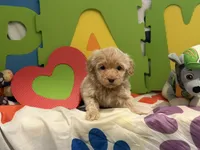 No Name #7, a female Miniature Goldendoodle for sale in West Bloomfield, MI – Photo 2 of 6