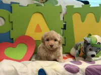 No Name #7, a female Miniature Goldendoodle for sale in West Bloomfield, MI – Photo 4 of 6