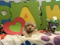 No Name #7, a female Miniature Goldendoodle for sale in West Bloomfield, MI – Photo 1 of 6