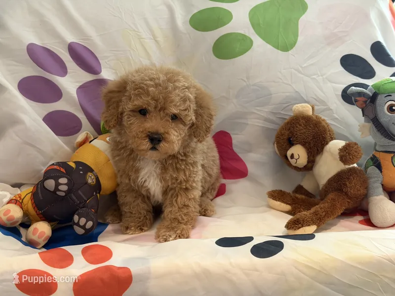 No Name #5 – Miniature Goldendoodle puppy for sale in West Bloomfield, MI