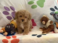 Rex, a male Miniature Goldendoodle for sale in West Bloomfield, MI – 1 of 10