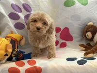 Willow, a female Miniature Goldendoodle for sale in West Bloomfield, MI – 8 of 9
