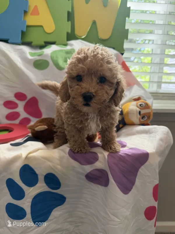 No Name #5 – Miniature Goldendoodle puppy for sale in West Bloomfield, MI