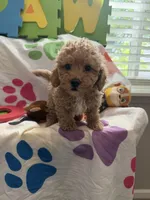 Rex, a male Miniature Goldendoodle for sale in West Bloomfield, MI – 2 of 10