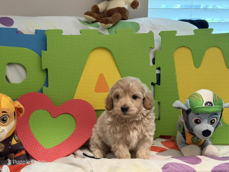 No Name #6 – Miniature Goldendoodle puppy for sale in West Bloomfield, MI