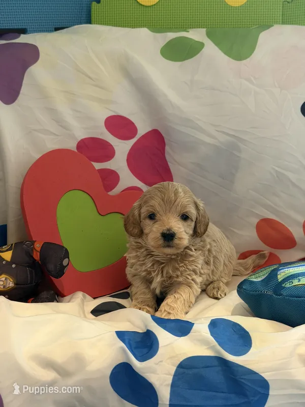 No Name #6 – Miniature Goldendoodle puppy for sale in West Bloomfield, MI