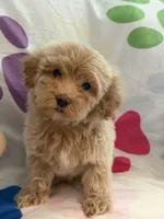 Willow, a female Miniature Goldendoodle for sale in West Bloomfield, MI – 9 of 9