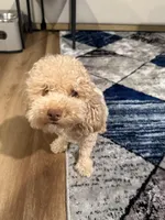 No Name #4, a male Miniature Goldendoodle for sale in West Bloomfield, MI – Photo 4 of 5