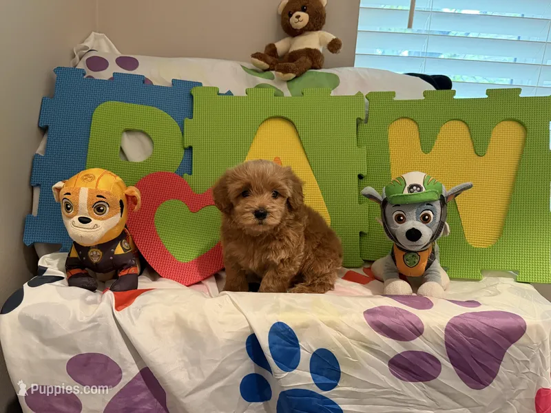 No Name #4 – Miniature Goldendoodle puppy for sale in West Bloomfield, MI