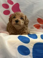 No Name #4, a male Miniature Goldendoodle for sale in West Bloomfield, MI – Photo 2 of 5