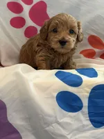 No Name #4, a male Miniature Goldendoodle for sale in West Bloomfield, MI – Photo 1 of 5