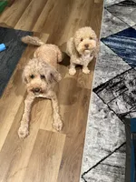 No Name #2, a female Miniature Goldendoodle for sale in West Bloomfield, MI – Photo 4 of 4