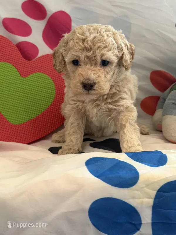 No Name #2 – Miniature Goldendoodle puppy for sale in West Bloomfield, MI