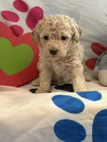 No Name #2, a female Miniature Goldendoodle for sale in West Bloomfield, MI – Photo 1 of 4