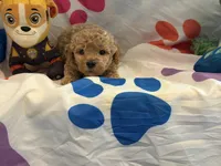 No Name #5, a male Miniature Goldendoodle for sale in West Bloomfield, MI – Photo 2 of 5