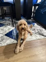 No Name #5, a male Miniature Goldendoodle for sale in West Bloomfield, MI – Photo 3 of 5