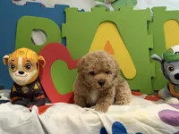 Rex, a male Miniature Goldendoodle for sale in West Bloomfield, MI – 5 of 10