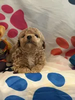 No Name #5, a male Miniature Goldendoodle for sale in West Bloomfield, MI – Photo 1 of 5