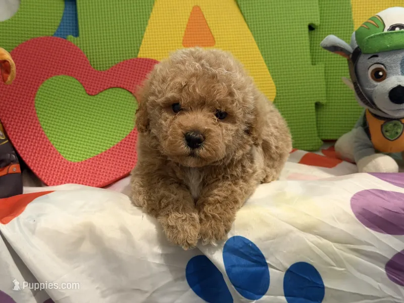 No Name #5 – Miniature Goldendoodle puppy for sale in West Bloomfield, MI