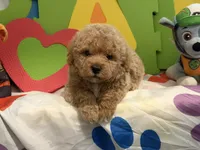 Rex, a male Miniature Goldendoodle for sale in West Bloomfield, MI – 3 of 10