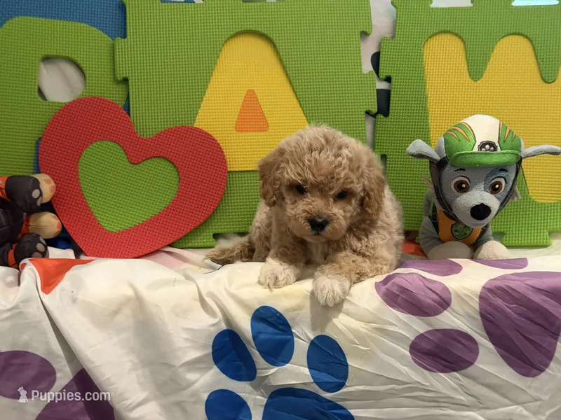 No Name #3 – Miniature Goldendoodle puppy for sale in West Bloomfield, MI
