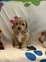 No Name #3, a female Miniature Goldendoodle for sale in West Bloomfield, MI – Photo 1 of 4