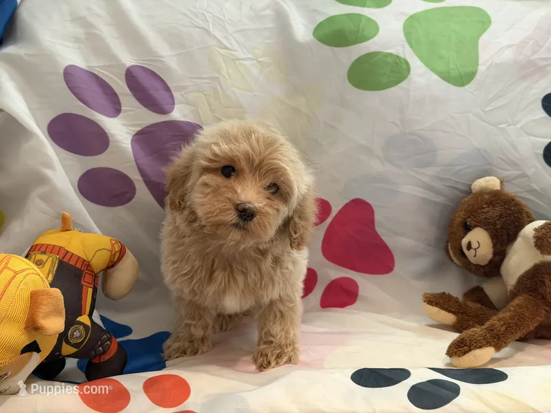 No Name #7 – Miniature Goldendoodle puppy for sale in West Bloomfield, MI