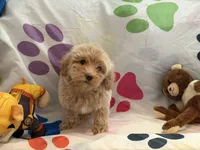 Willow, a female Miniature Goldendoodle for sale in West Bloomfield, MI – 1 of 9