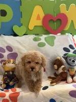 Rex, a male Miniature Goldendoodle for sale in West Bloomfield, MI – 10 of 10