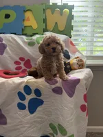 Rex, a male Miniature Goldendoodle for sale in West Bloomfield, MI – 4 of 10