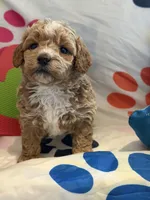 No Name #1, a female Miniature Goldendoodle for sale in West Bloomfield, MI – Photo 2 of 5