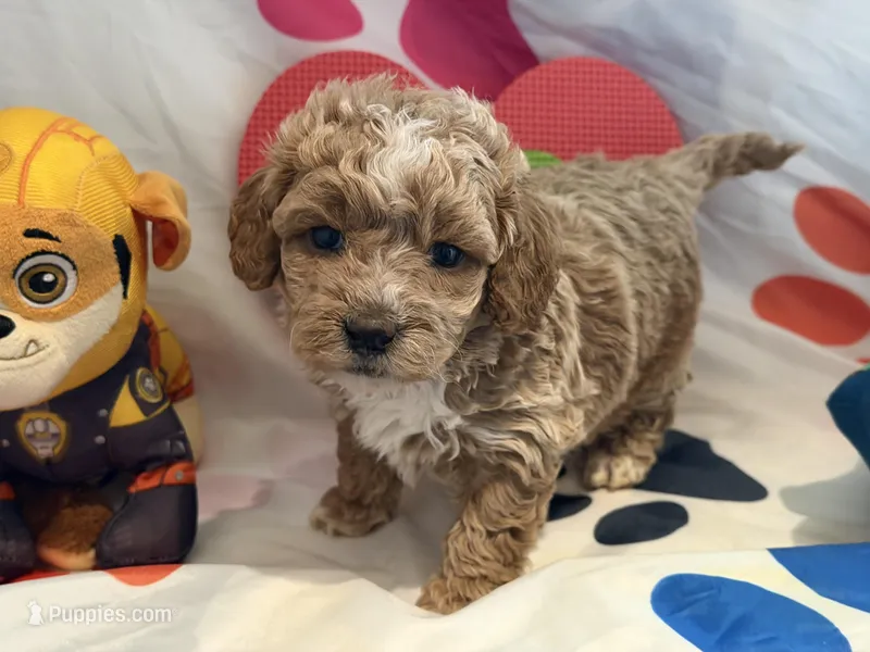 No Name #1 – Miniature Goldendoodle puppy for sale in West Bloomfield, MI