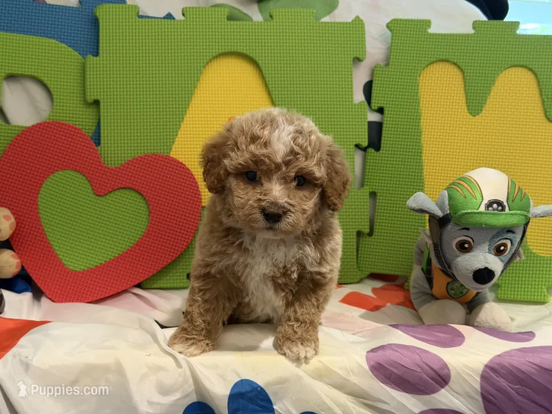 No Name #1 – Miniature Goldendoodle puppy for sale in West Bloomfield, MI