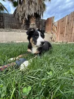 Skipper , a male Border Collie for sale in Bakersfield, CA – Photo 6 of 8