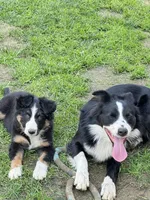 Skipper , a male Border Collie for sale in Bakersfield, CA – Photo 7 of 8