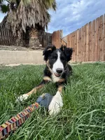 Skipper , a male Border Collie for sale in Bakersfield, CA – Photo 5 of 8