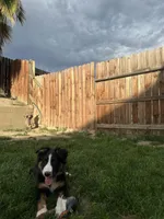 Skipper , a male Border Collie for sale in Bakersfield, CA – Photo 2 of 8