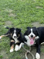 Skipper , a male Border Collie for sale in Bakersfield, CA – Photo 8 of 8