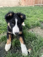 Skipper , a male Border Collie for sale in Bakersfield, CA – Photo 1 of 8