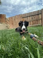 Skipper , a male Border Collie for sale in Bakersfield, CA – Photo 4 of 8