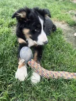 Skipper , a male Border Collie for sale in Bakersfield, CA – Photo 3 of 8