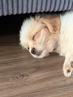 Maltipoo Puppy, a male Maltipoo for sale in Canoga Park, CA – 1 of 2