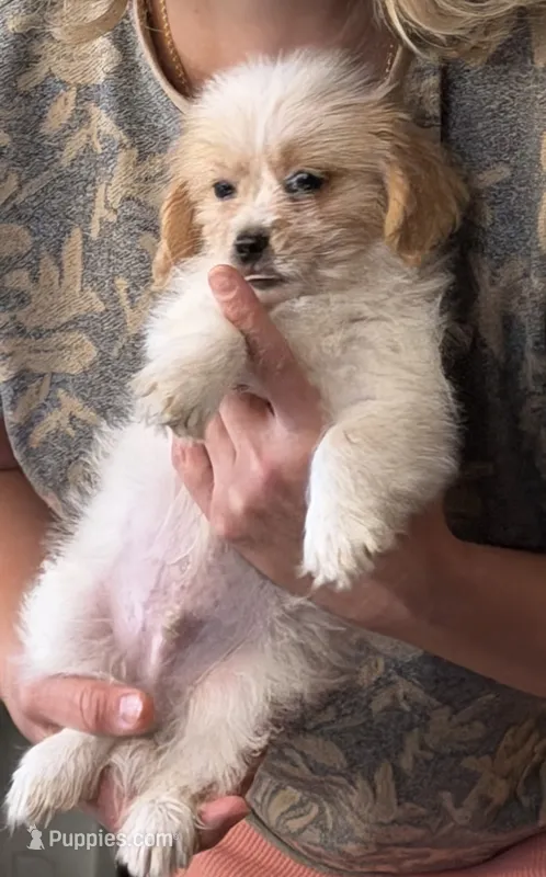 Maltipoo Puppy – Maltipoo puppy for sale in Canoga Park, CA