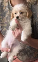 Maltipoo Puppy, a male Maltipoo for sale in Canoga Park, CA – 2 of 2