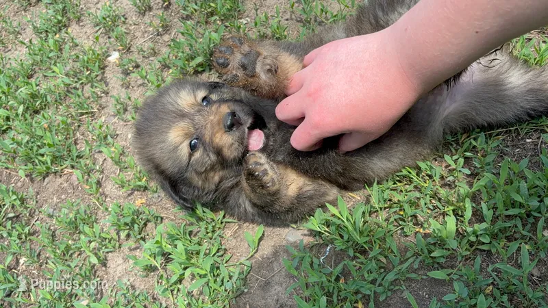 Lani – Tibetan Mastiff puppy for sale in Princeton, MN